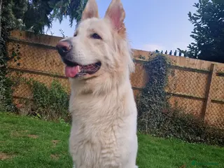 German Shepherd dogs White German Shepherd Dog - Stud - KC Registered - Advert 17