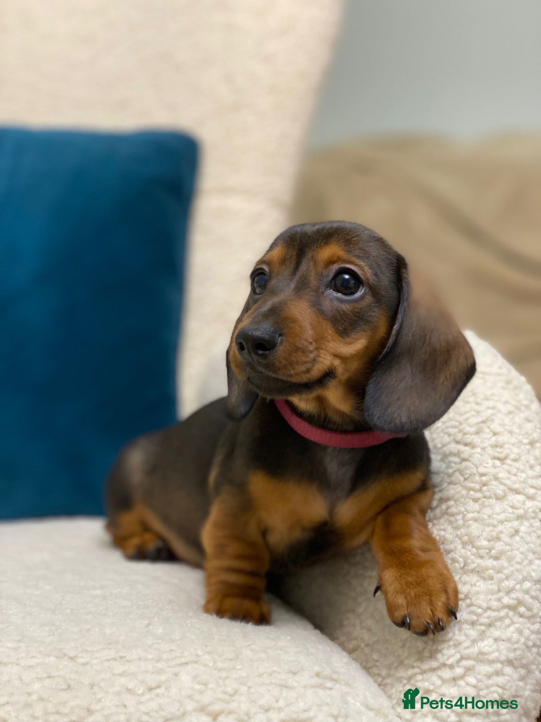 Miniature Dachshund dogs for sale: KC PRA CLR Miniature dachshunds  - Advert 11