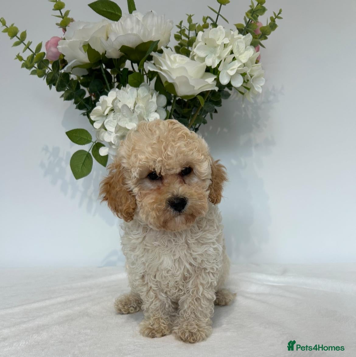 Miniature Poodle dogs Adorable poodles fully heath tested parents - Advert 2