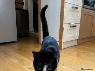 Domestic Shorthair cats - Advert 25