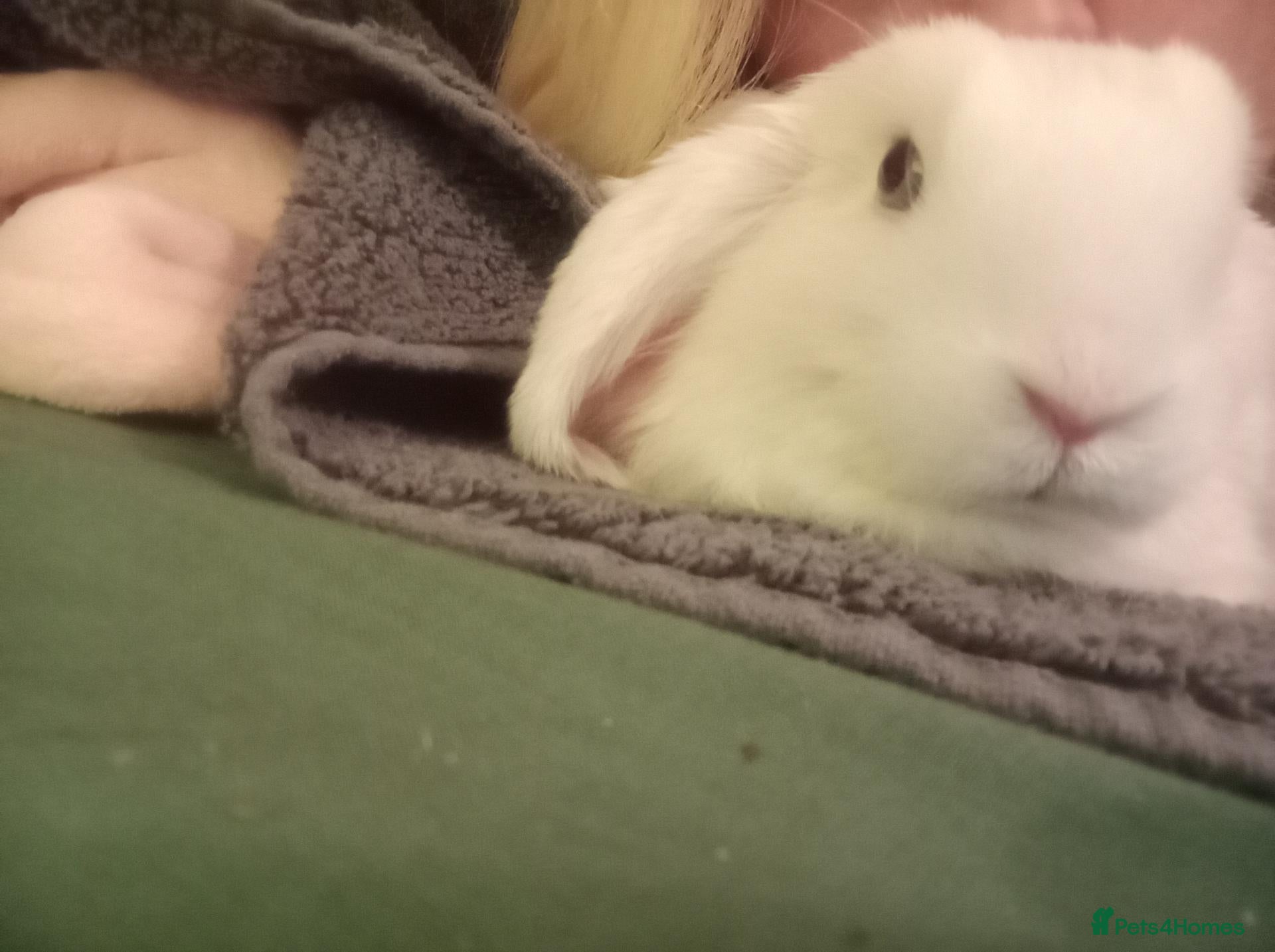 Mini Lop rabbits Adorable blue eyed white mini lop - Advert 1