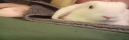 Mini Lop rabbits for sale: Adorable blue eyed white mini lop - Advert 1