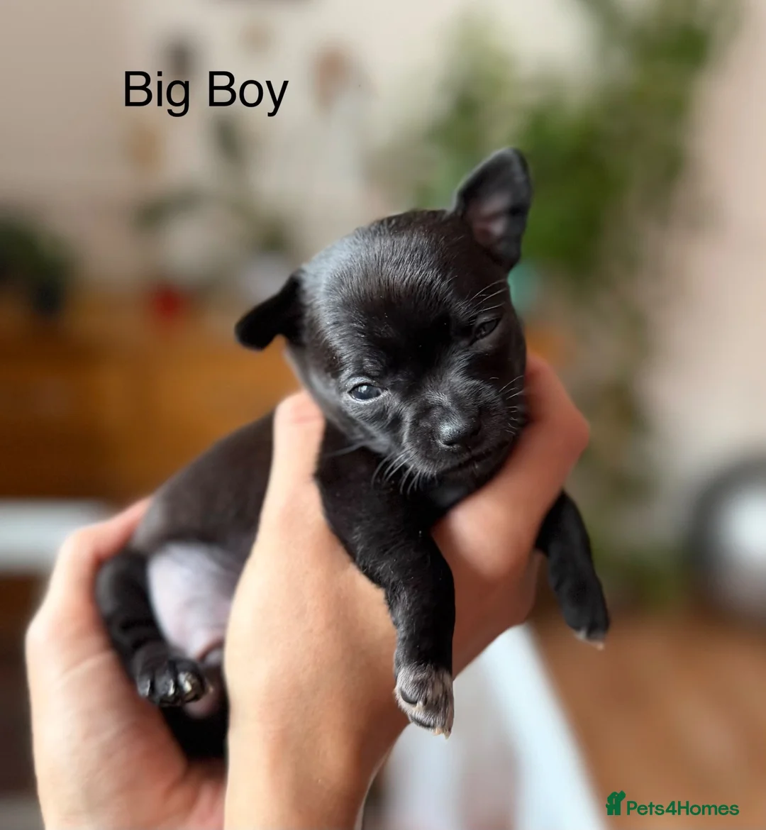 Chihuahua dogs for sale: Black grey rare chihuahua pups, healthy parents N1 - Advert 2