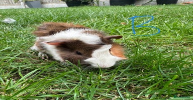 Guinea Pig rodents - Advert 7