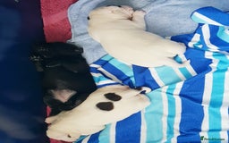 Springador dogs for sale: Springador puppies - Image 2