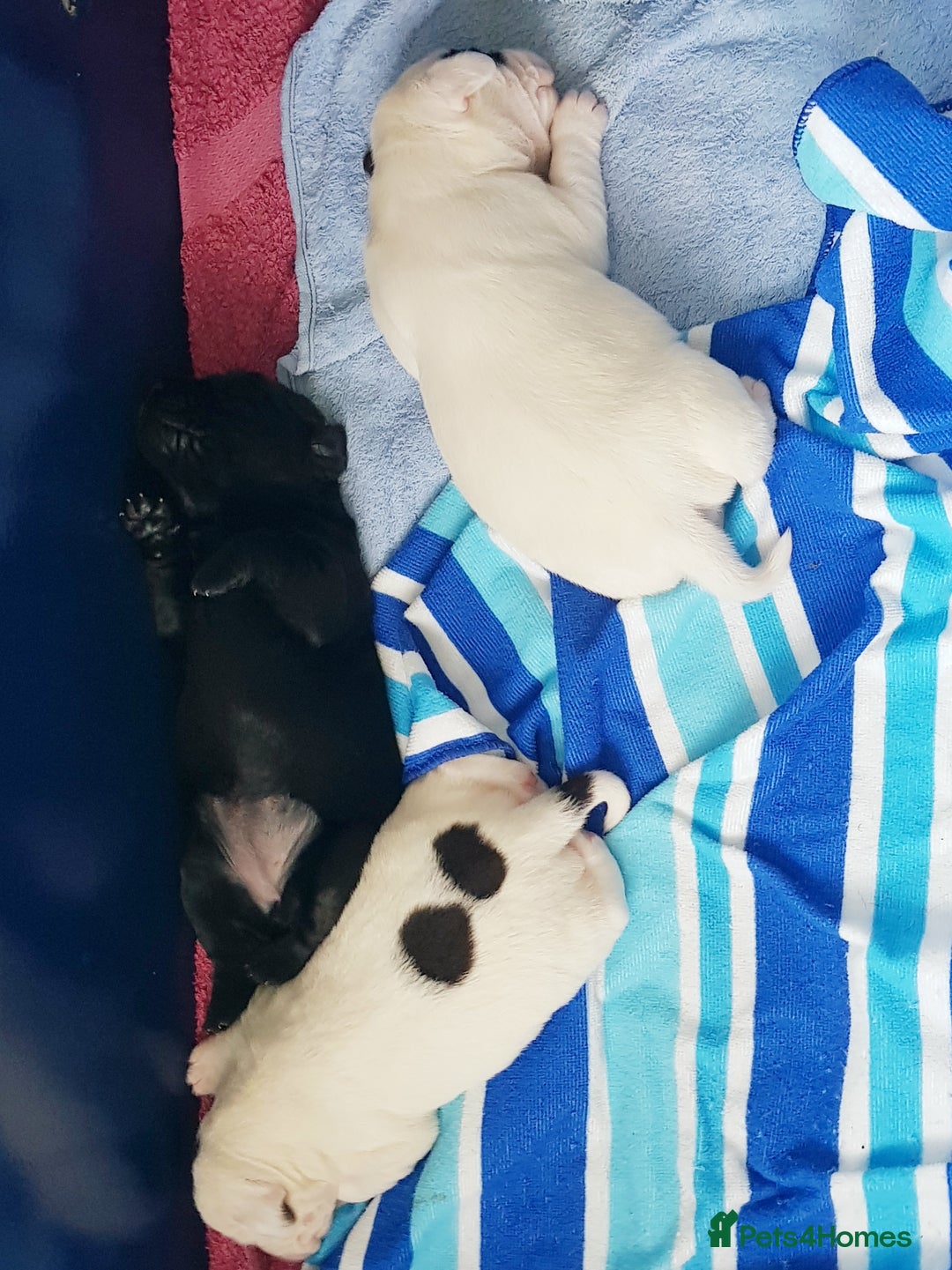 Springador dogs for sale: Springador puppies - Image 2