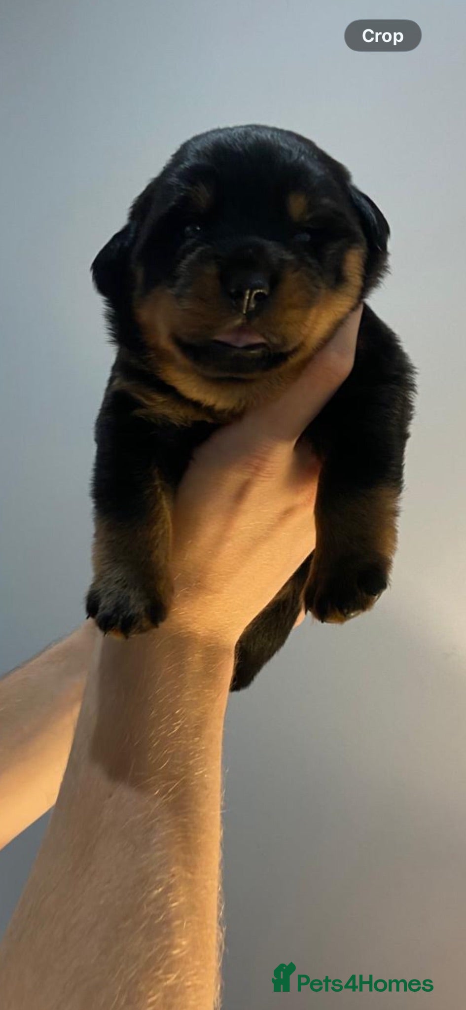 Rottweiler dogs Amazing Rottweiler litter of 12, 5 girls 7 boys  - Advert 2