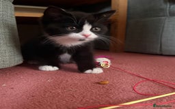 Mixed Breed cats for sale: Fluffy half Persian kitten - Image 4