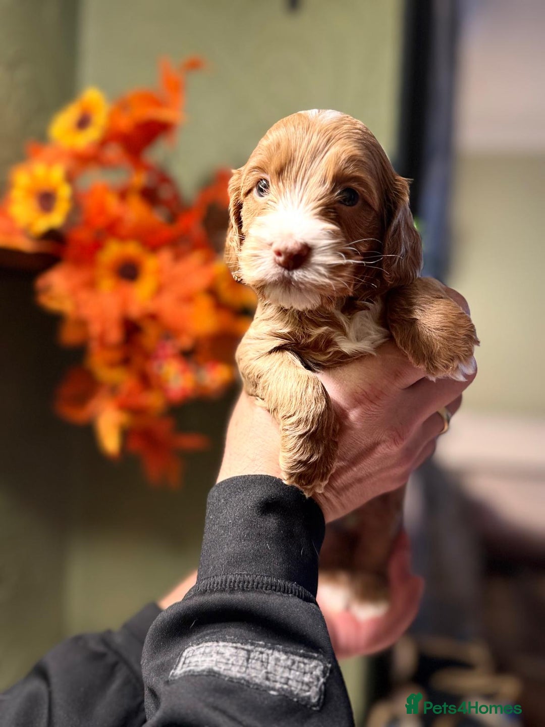 Cockapoo dogs for sale: 🪷Cockapoo Pups Quality,Charming,Gentle Hearts🪷 - Advert 7