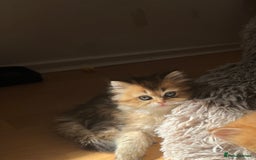 British Longhair cats for sale: Looking for a new family!!!!  - Image 11