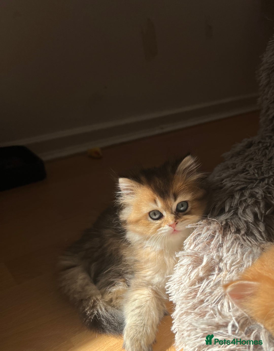 British Longhair cats for sale: Looking for a new family!!!!  - Image 11