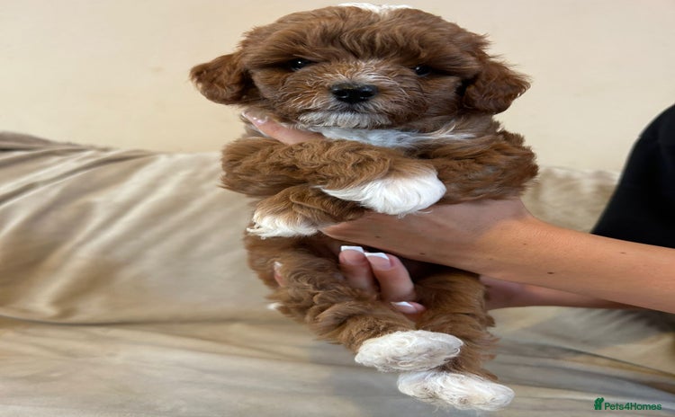 Cavapoo dogs - Advert 1