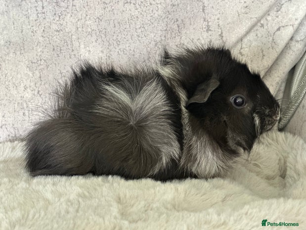 Guinea Pig rodents in Retford - Advert 2