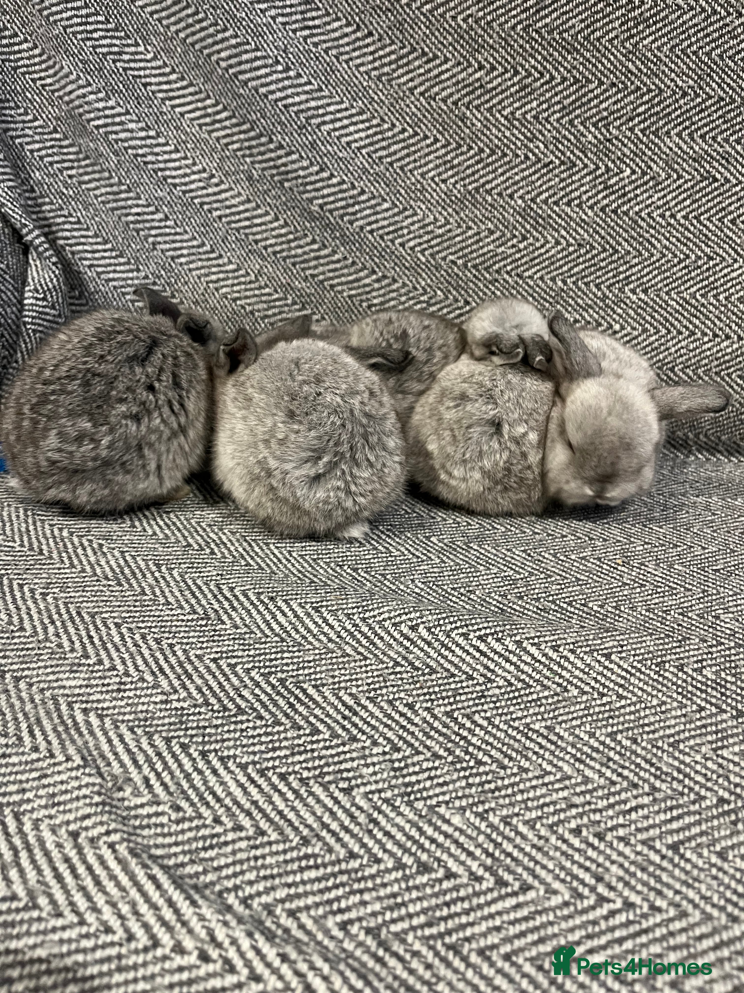 Mini Lop rabbits 5 mini lop babies available to leave 10/02/26  - Advert 1