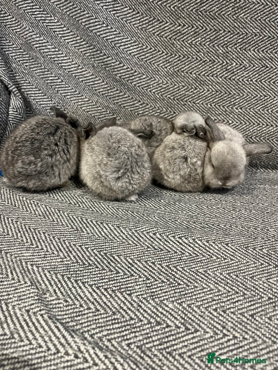 Mini Lop rabbits for sale: 5 mini lop babies available to leave 10/02/26  - Advert 1