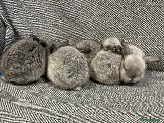 Mini Lop rabbits 2 mini lop babies available to leave 10/02/26 - Advert 5