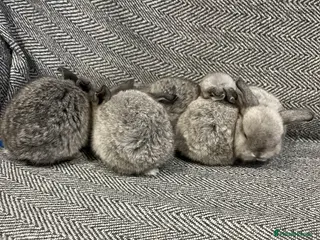 Mini Lop rabbits 3 (m) 1 (g) mini lop buns available to go 02/26 - Advert 19