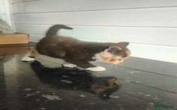 Mixed Breed cats for sale: MaineCoon Mixed Kittens For Sale  - Image 6