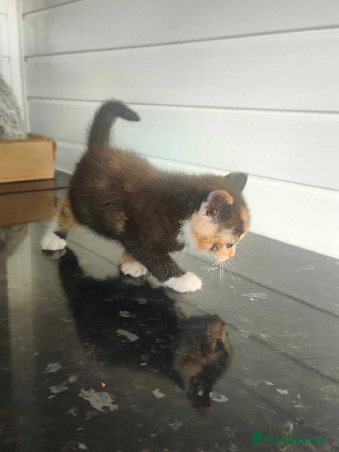 Mixed Breed cats for sale: MaineCoon Mixed Kittens For Sale  - Image 6