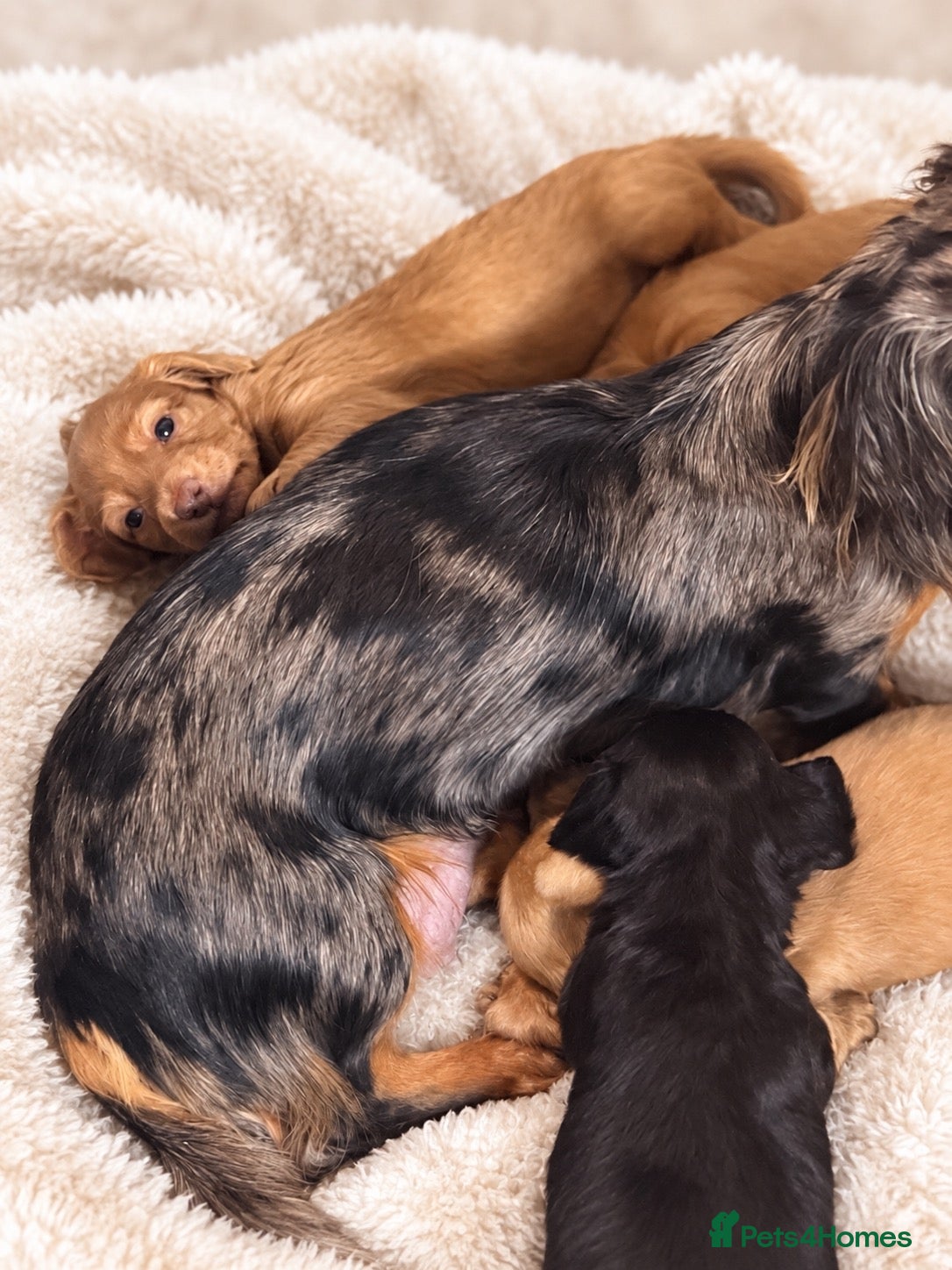 Miniature Dachshund dogs  KC Registered Long-Haired Dachshund Puppies ✨ - Advert 2