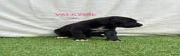 Great Dane dogs for sale: Chunky Great Dane puppies  - Advert 28