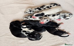 Great Dane dogs for sale: HARLIQUIN & BLACK PUPS KC REGISTERED  - Image 11