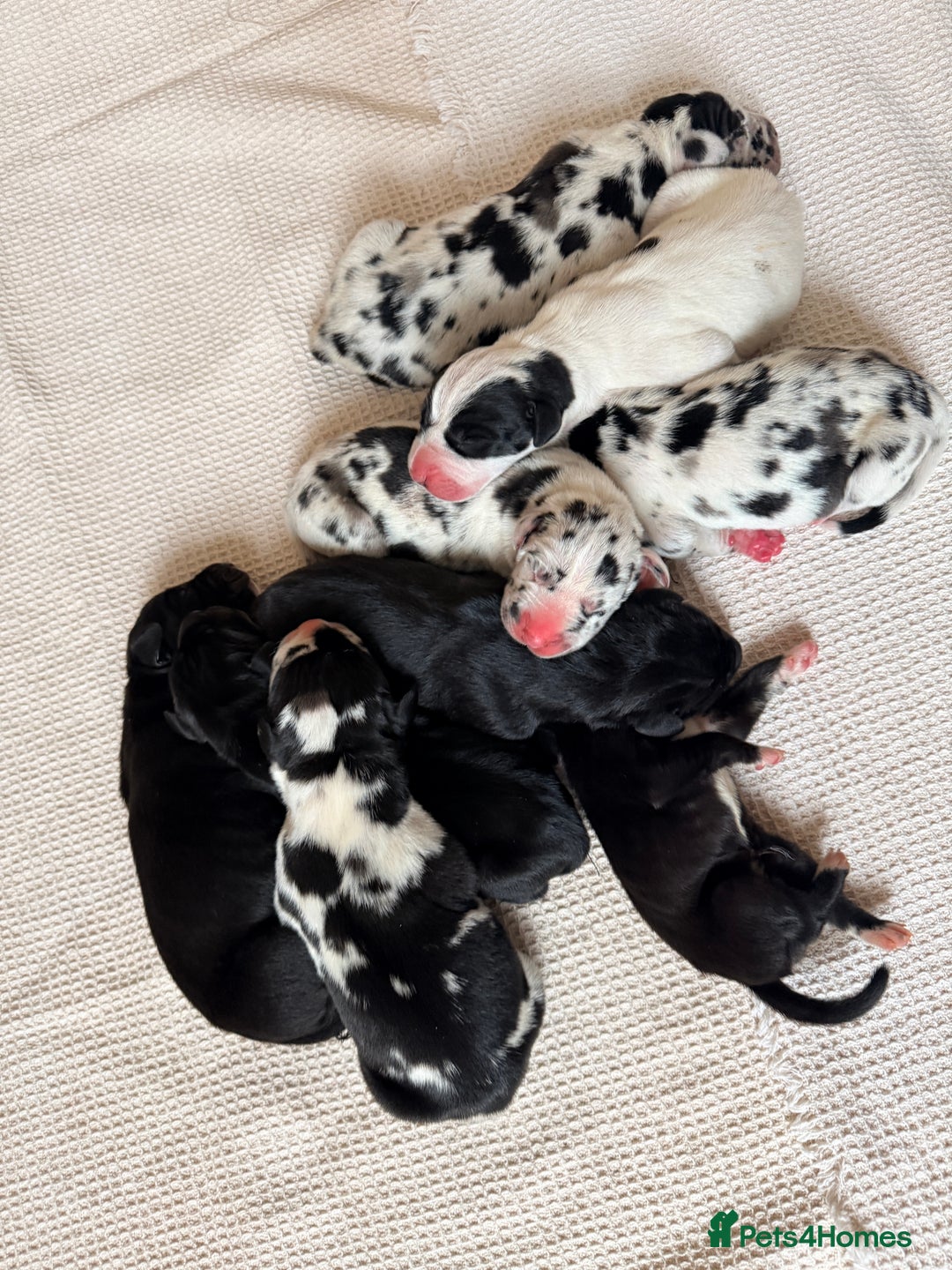 Great Dane dogs for sale: HARLIQUIN & BLACK PUPS KC REGISTERED  - Image 11