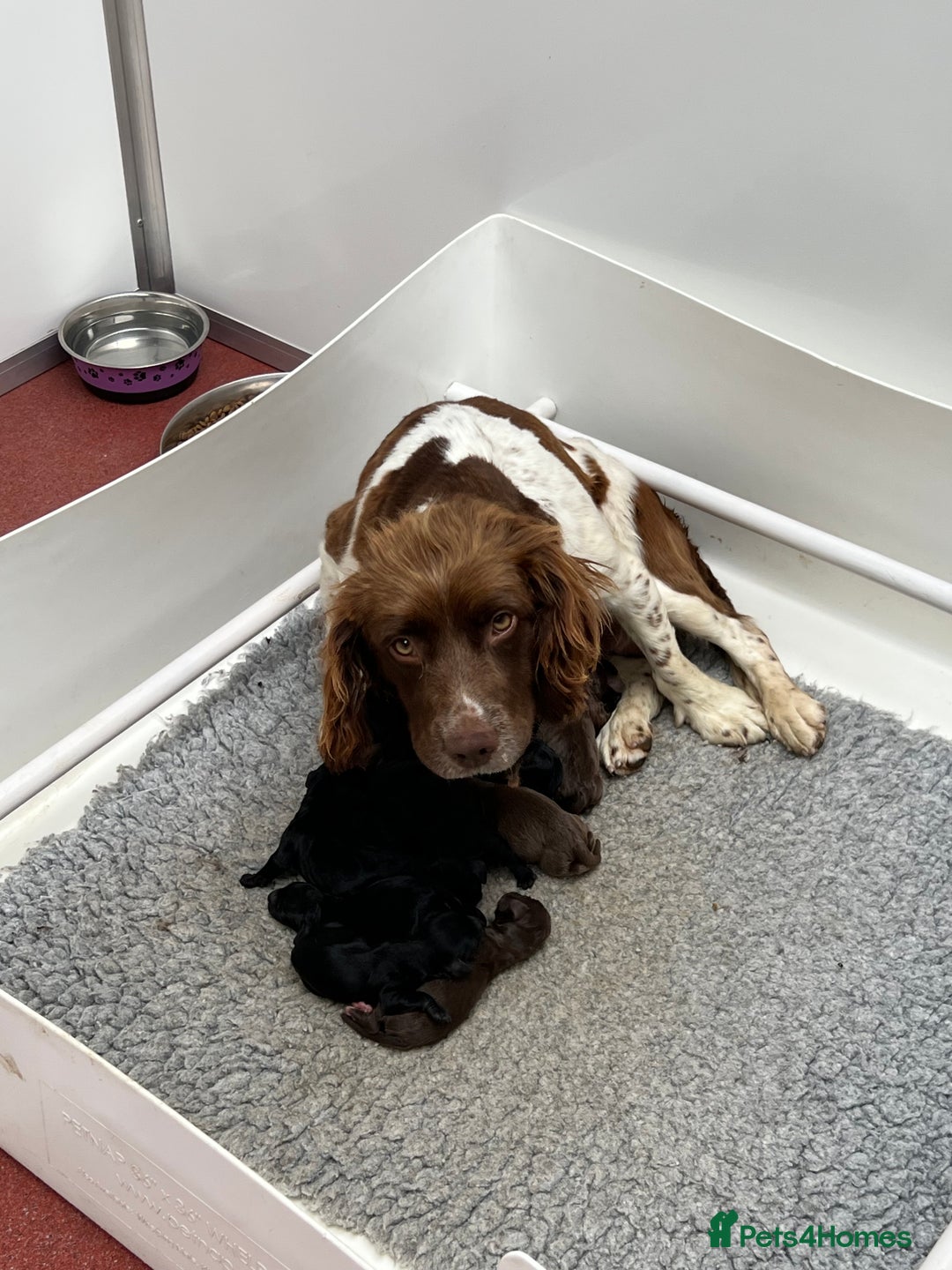 Cockapoo dogs for sale: F1 Puppies for Sale - Image 6