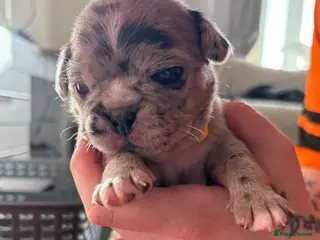 Frug dogs 🐶 Pug/French bulldog puppies 🐶 Rare markings - Advert 7
