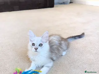 Maine Coon cats Male Maine Coon Kittens - Advert 6