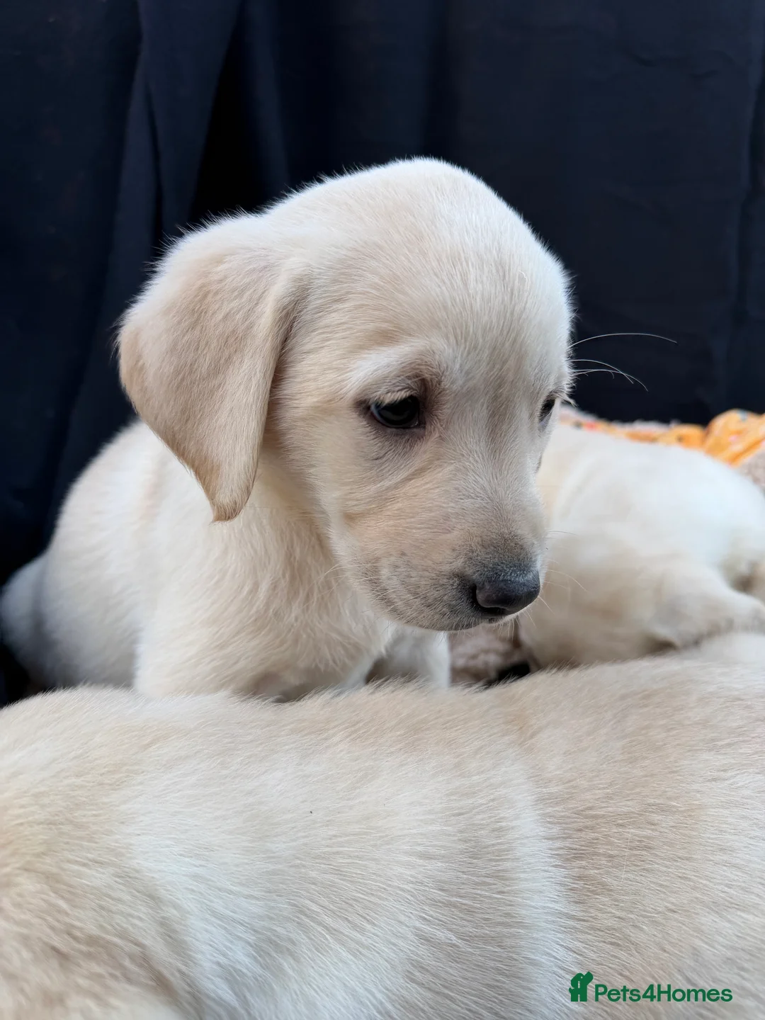 Labrador Retriever dogs for sale: Labrador puppies - Advert 2
