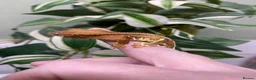 Gecko reptiles for sale: Crested Gecko Babies - Advert 9