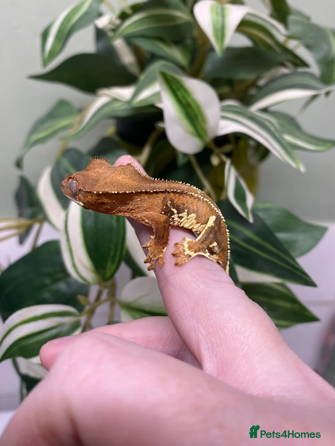 Gecko reptiles for sale: Crested Gecko Babies - Advert 9