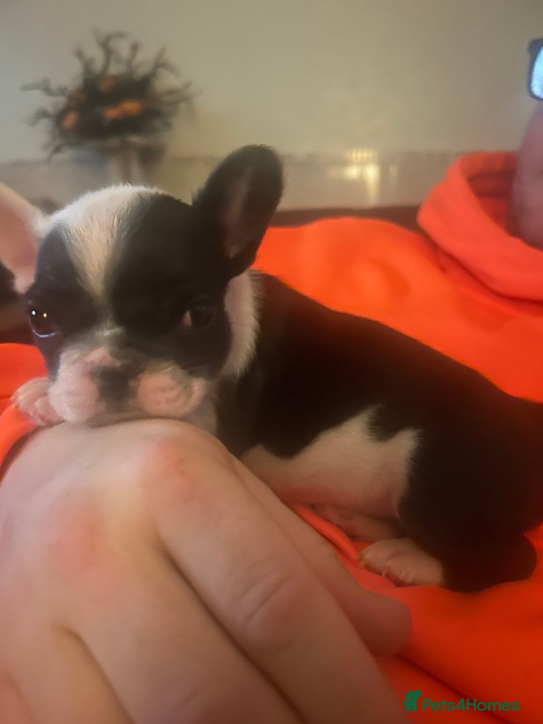 French Bulldog dogs for sale: French bulldog puppies (fluffy gene carriers) - Image 3
