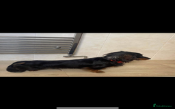 Dachshund dogs for stud: Kc Mini long haired dapple  in Leeds - Image 12