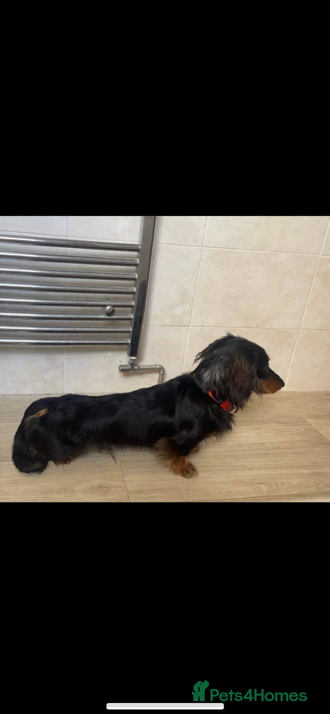 Dachshund dogs for stud: Kc Mini long haired dapple  in Leeds - Advert 12