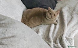 British Longhair cats for sale: Fawn male carrier of longhair Tica  - Image 5