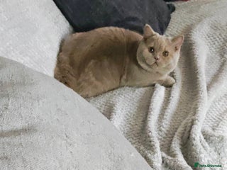 British Longhair cats - Advert 6