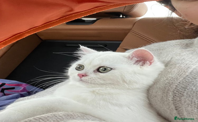 British Shorthair cats - Advert 2