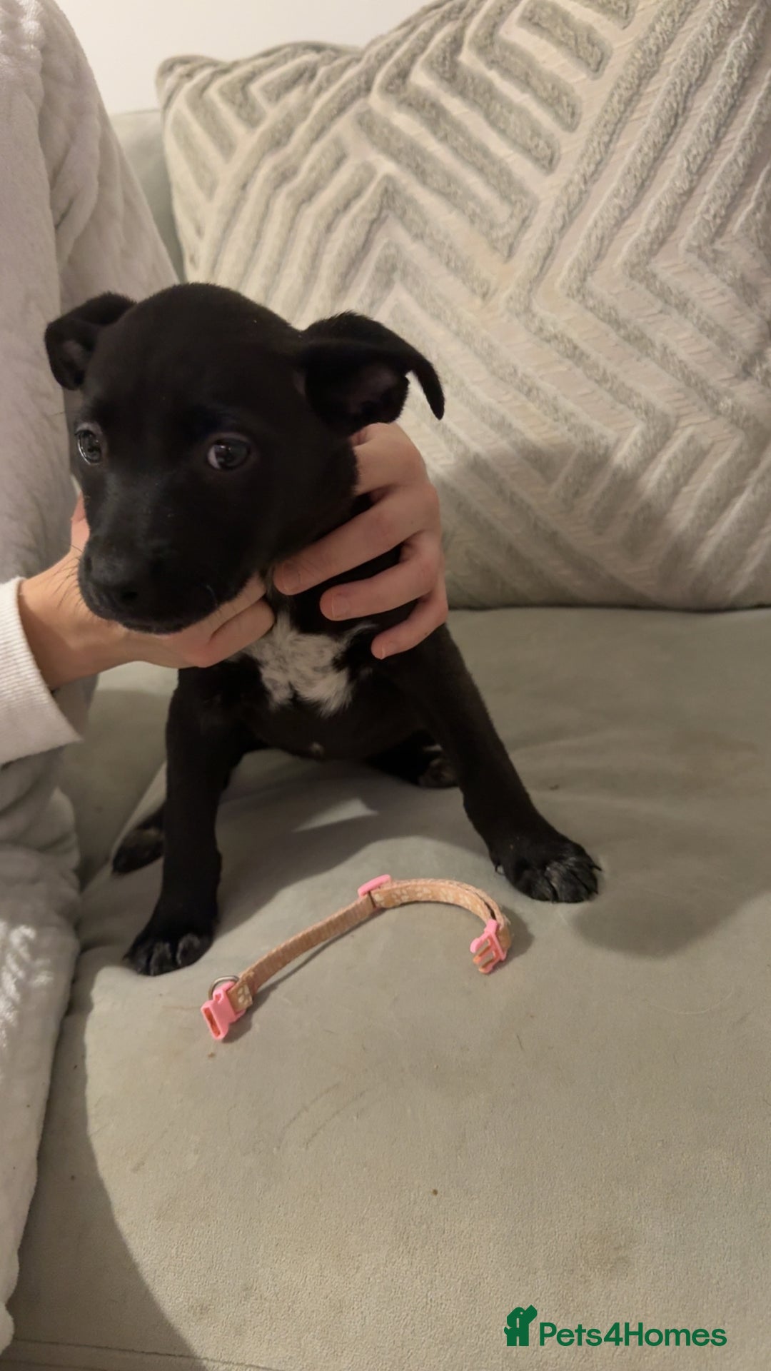 Mixed Breed dogs for sale: Cane corso hybrid Akita’s  - Advert 18