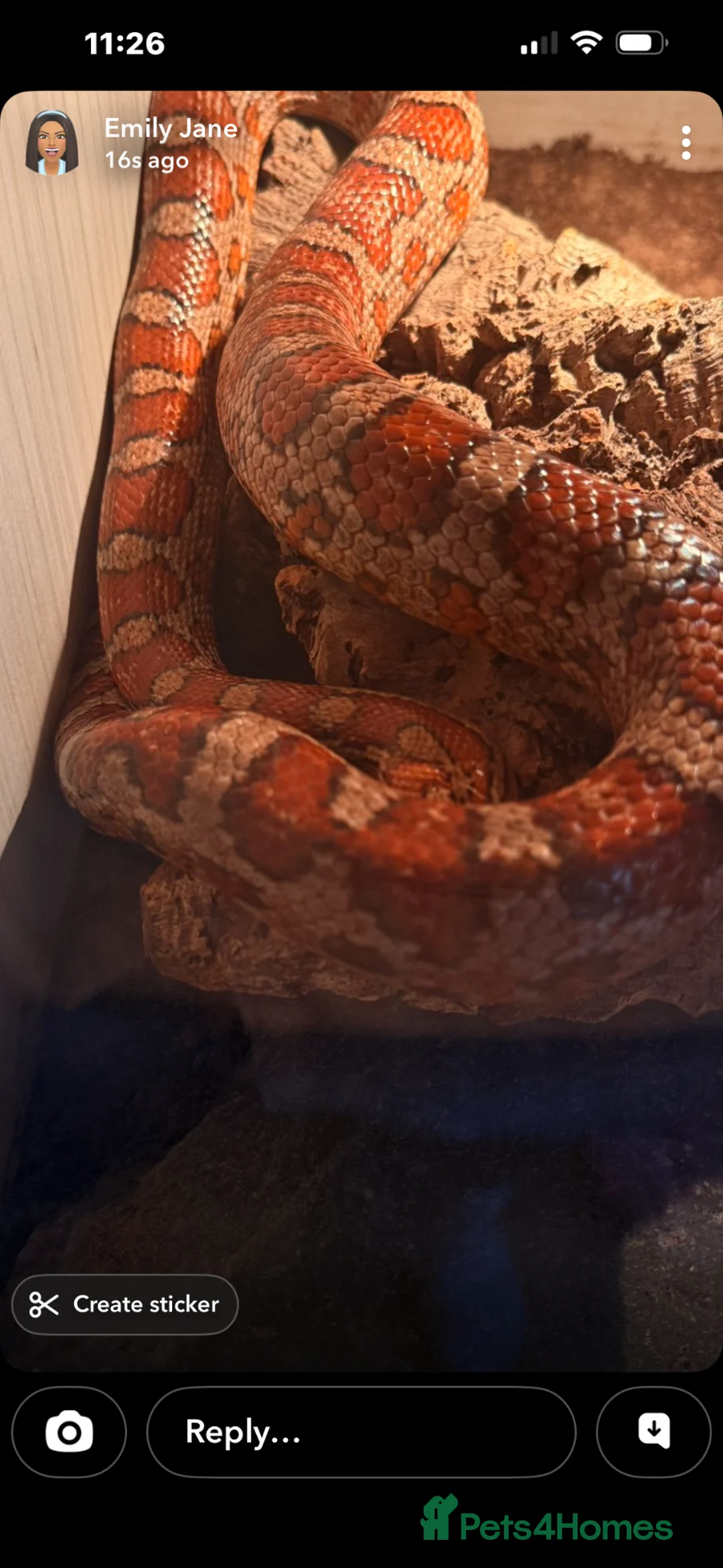 Corn Snake reptiles for sale: Girl and boy corn snakes  - Advert 1