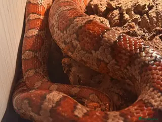 Corn Snake reptiles Girl and boy corn snakes - Advert 3