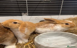 Mini Lop rabbits for sale: 2 beautiful mini lop girls available now - Image 3