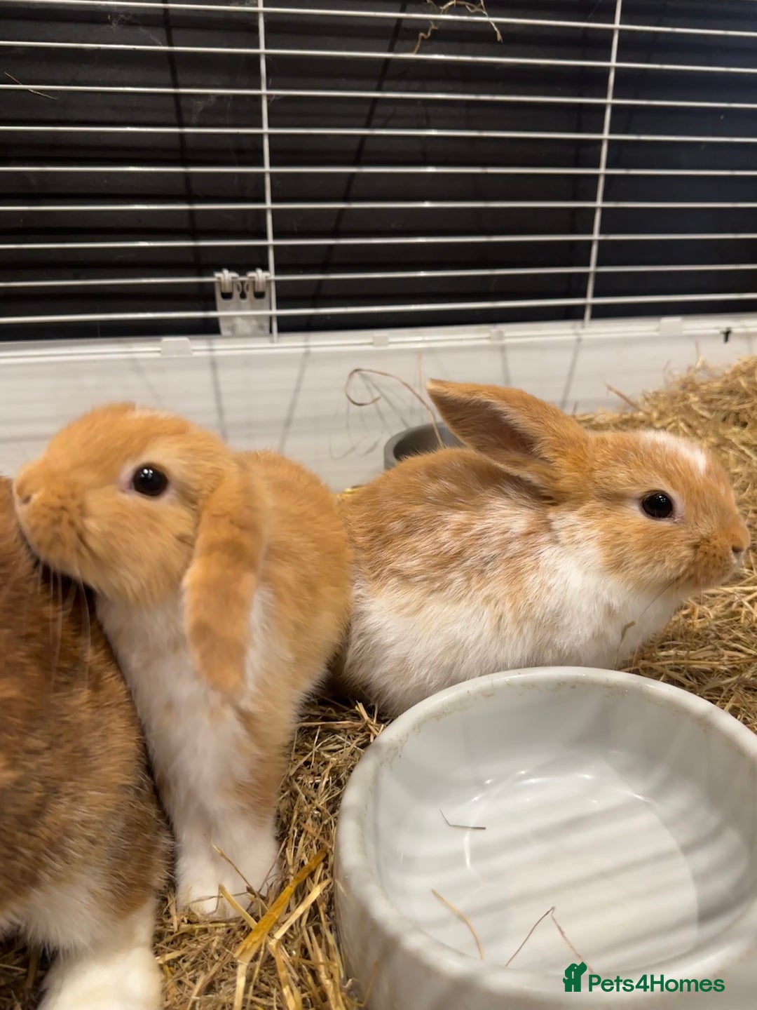 Mini Lop rabbits for sale: 2 beautiful mini lop girls available now - Image 3