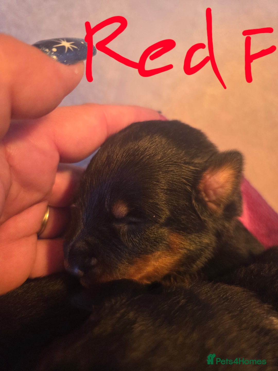 Rottweiler dogs for sale: Rottweiler  - Image 10