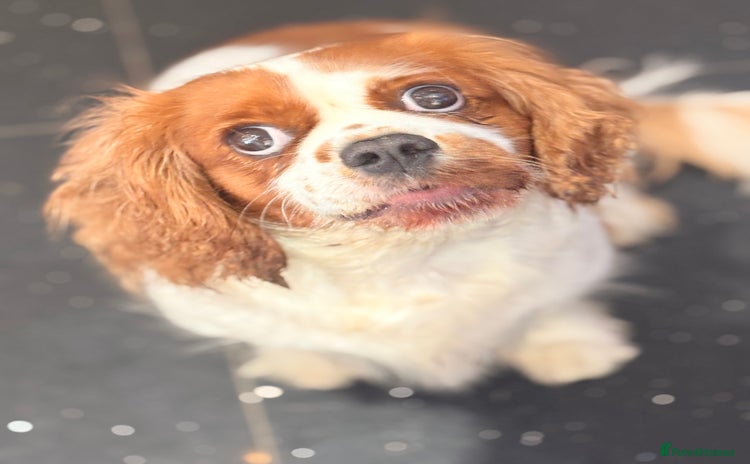 Cavalier King Charles Spaniel dogs - Advert 1