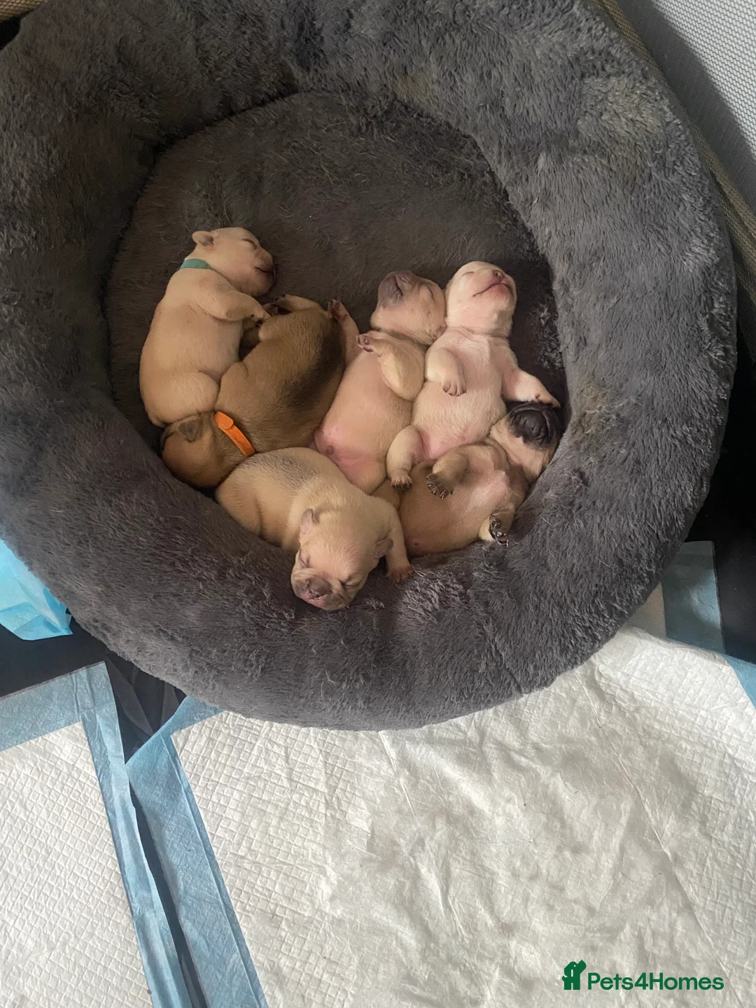 French Bulldog dogs for sale: French bulldog puppies - Advert 2
