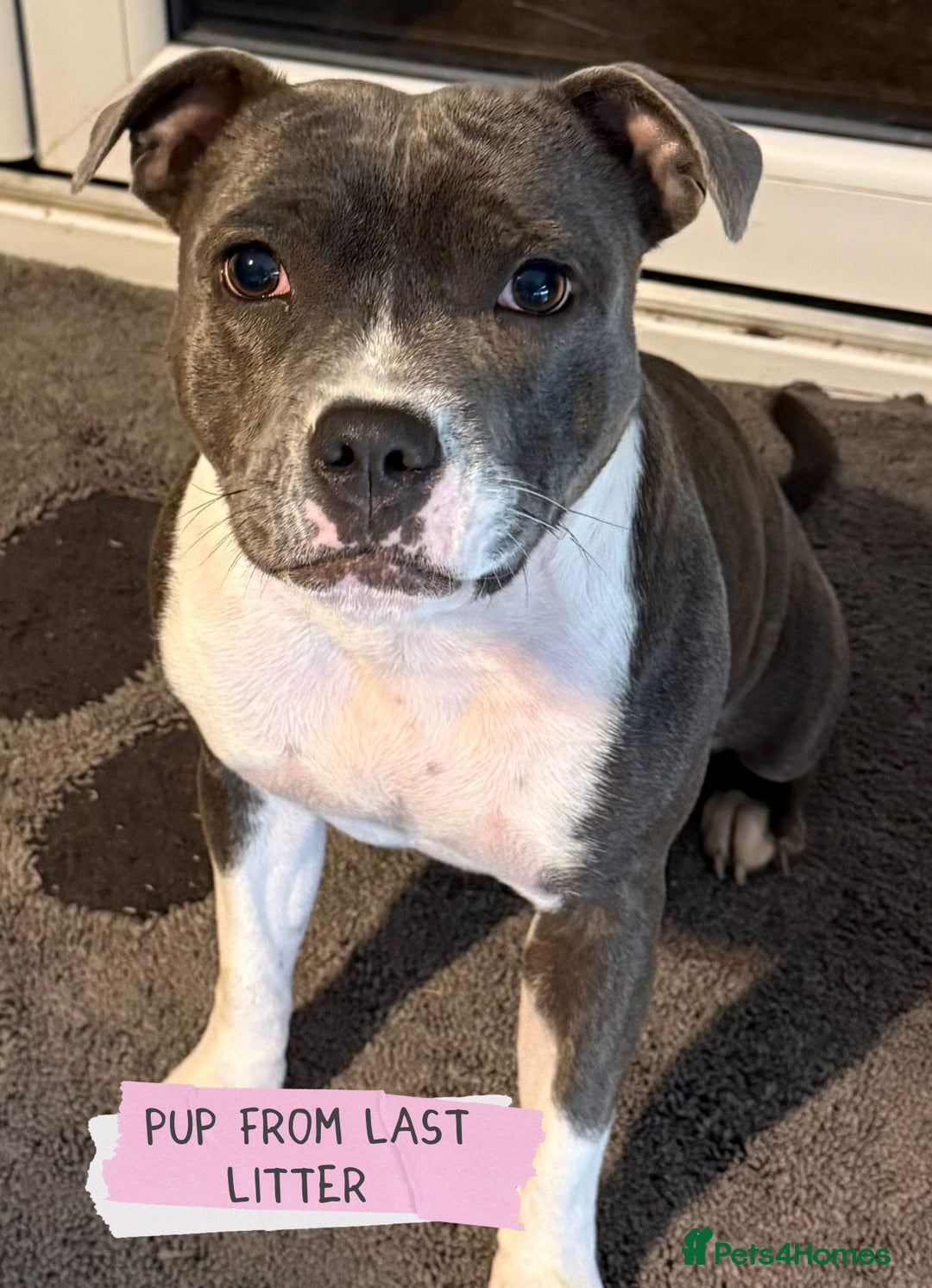 Staffordshire Bull Terrier dogs for sale: Ready Soon, KC reg, Full Vacs, BVA Eye tested 🐾 - Advert 13