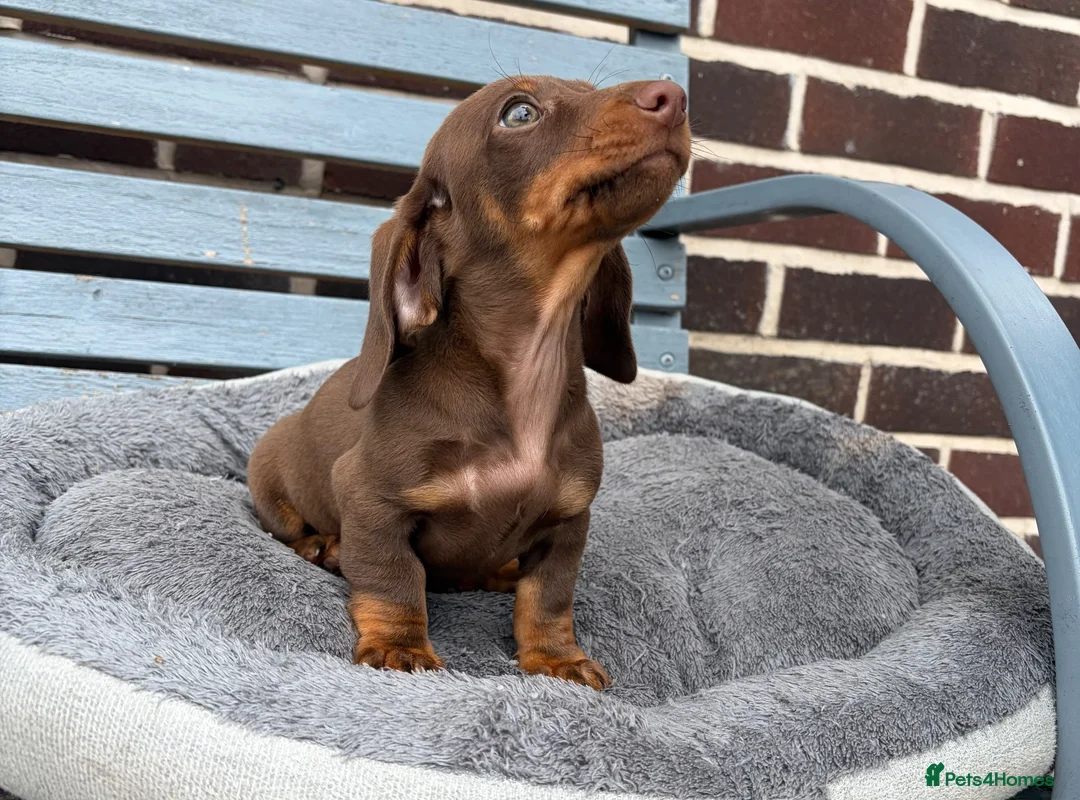Dachshund dogs for sale: Ready to leave daschund puppy  in Salford - Advert 2