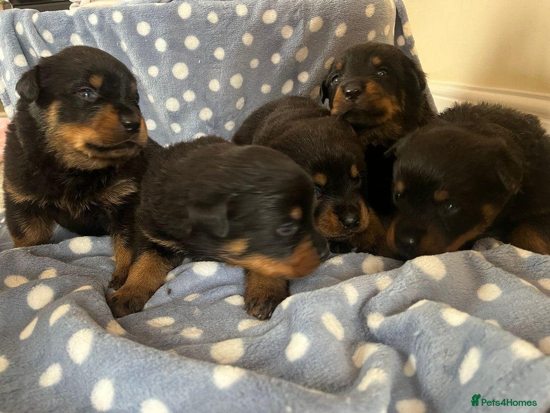 Rottweiler dogs for sale: 🤎🖤🦍 KC REGISTERED 5 ⭐️ BREEDER - Advert 7